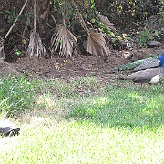 Picture 021